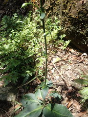 Swertia shintenensis