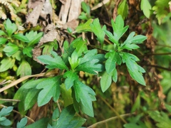 Erigeron karvinskianus image