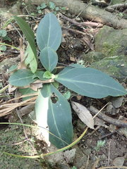 Swertia shintenensis