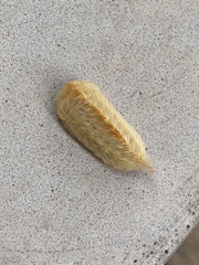 Megalopyge opercularis