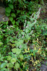 Craniotome furcata