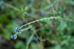 Cynoglossum wallichii