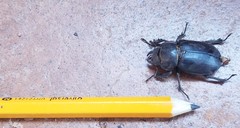 Lucanus mazama
