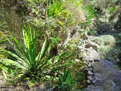 Boehmeria macrophylla