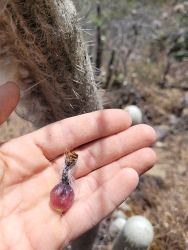 Espostoa frutescens, photograph 6