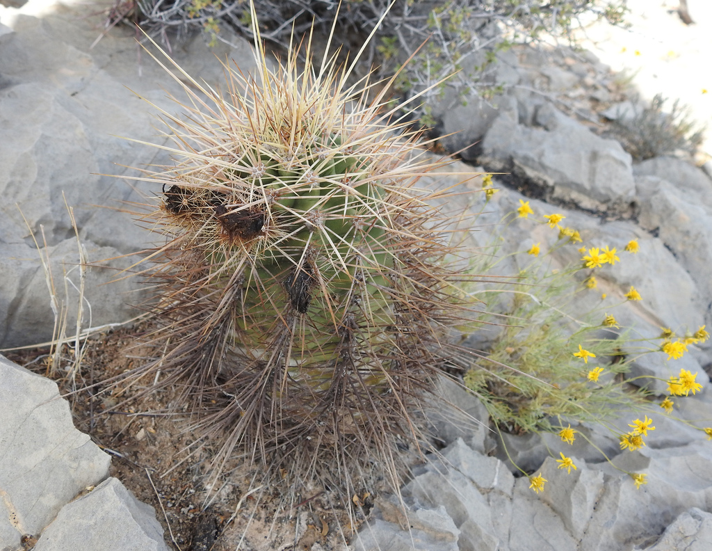 Echinocereus Coccineus Rosei From Ju Rez Municipality Chihuahua