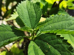 Boehmeria macrophylla