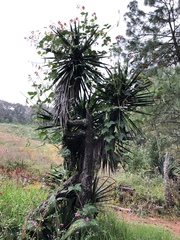 Yucca jaliscensis