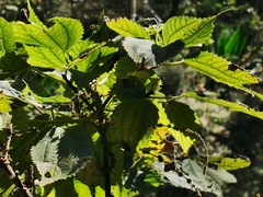 Boehmeria macrophylla