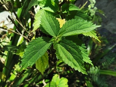 Boehmeria macrophylla