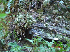 Selaginella tamariscina