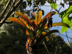 Tillandsia denudata