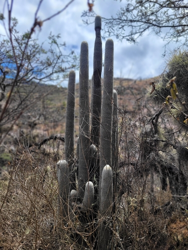Espostoa frutescens, photograph 4
