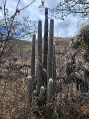 Espostoa frutescens, photograph author not stated, no rights reserved