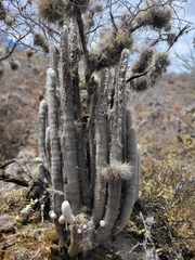 Espostoa frutescens, photograph author not stated, no rights reserved