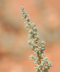 Halogeton