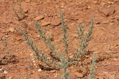 Halogeton