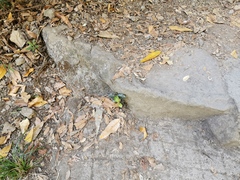 Securinega durissima