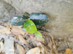 Securinega durissima