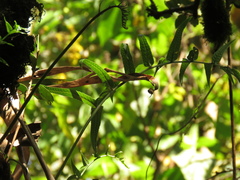 Serpocaulon sessilifolium