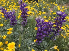 Lupinus excubitus