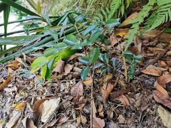 Securinega durissima