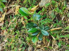 Securinega durissima