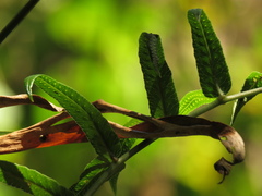 Serpocaulon sessilifolium