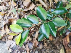 Securinega durissima