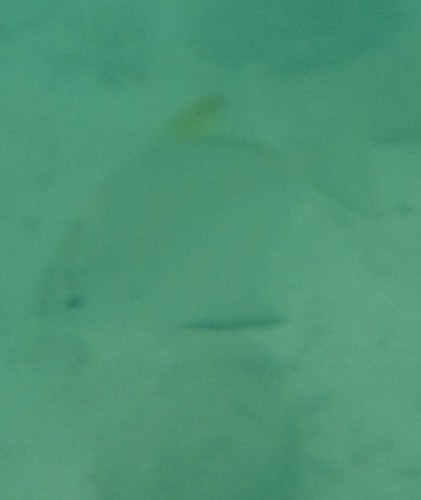 silver moony (Monodactylus argenteus)