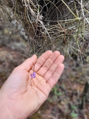 Tillandsia caerulea