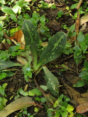 Stenorrhynchos albidomaculatum
