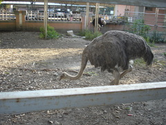 Struthioniformes