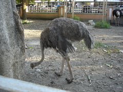 Struthioniformes