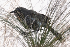 Turdoides hartlaubii