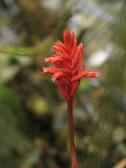 Stenorrhynchos albidomaculatum