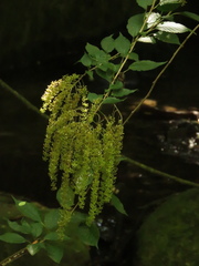Ledenbergia peruviana