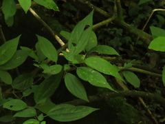 Boehmeria celtidifolia