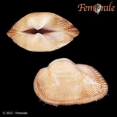 Representative image of Striarca