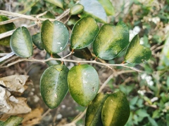 Securinega durissima