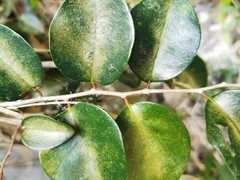 Securinega durissima