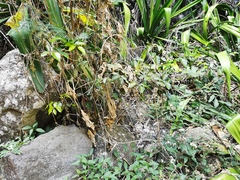 Securinega durissima