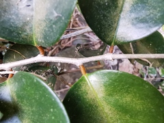 Securinega durissima