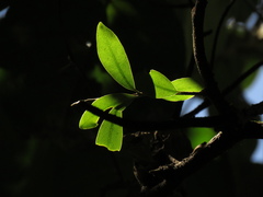 Daphnopsis caracasana