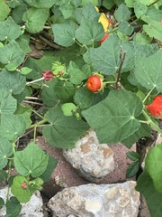 Malvaviscus arboreus drummondii