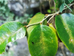 Securinega durissima