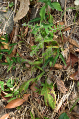 Thyrocarpus sampsonii