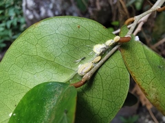 Securinega durissima