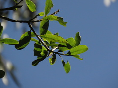Daphnopsis caracasana
