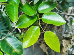 Securinega durissima